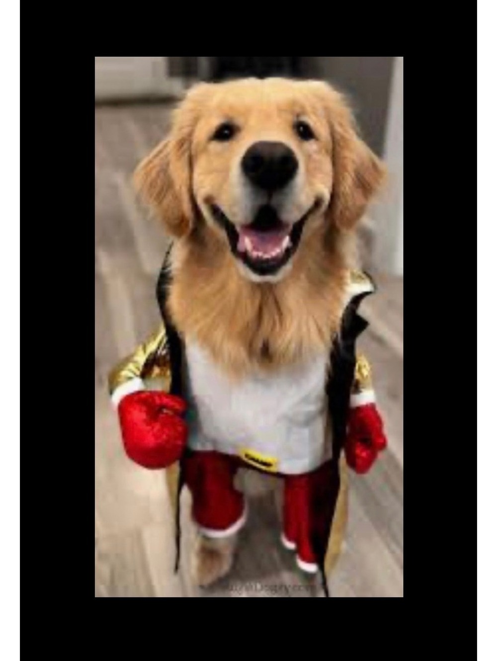 Gold Boxing Robe Dog Costume with Red Gloves and Shorts Large up to 80 lbs